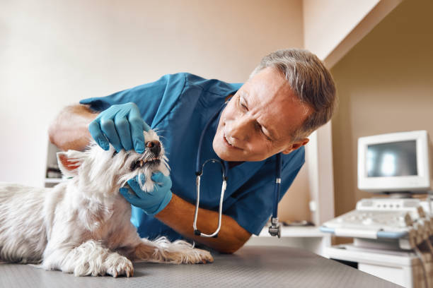 Best After-Hours Emergency Dentist in Guntown, MS